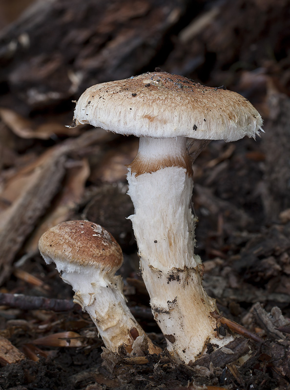 Cortinarius vulpinus